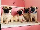 Mops štěně Mops štěně