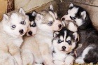 Čistokrevný Husky děti s PP Čistokrevný Husky děti s PP