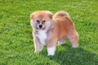 Akita inu pro nové domovy Akita inu pro nové domovy