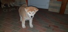 štěňata akita inu  jsou vám k dispozicii. štěňata akita inu  jsou vám k dispozicii.