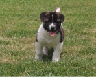 Akita pupiees jsou připraveny k adopci Akita pupiees jsou připraveny k adopci