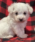 bílá Havanese štěňata na prodej bílá Havanese štěňata na prodej