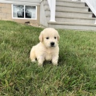 �t��ata zlat�ho retr�vra na prodej