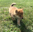 Zdrav a okovan tata Shiba Inu na prodej