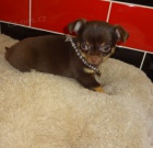 Kr�sn� �t���tka mini �ivavy