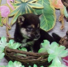 �t��ata shiba inu na prodej