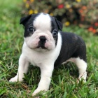 Krásná štěňata boston teriéra Krásná štěňata boston teriéra