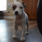 Krásný jack russell psi na prodej Krásný jack russell psi na prodej