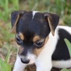 Jack Russell na prodej. Jack Russell na prodej.