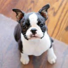 mops mops mops mops