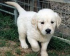 Zlatý retriever Zlatý retriever