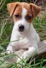 Jack Russell Jack Russell