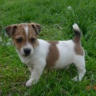 Jack Russell Jack Russell