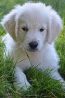 Zlatý retriever Zlatý retriever