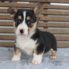 Snuggly Welsh Corgi (Pembroke) Snuggly Welsh Corgi (Pembroke)