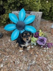 Nádherná směs Welsh Corgi Nádherná směs Welsh Corgi