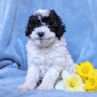 Sweet Poodle (hračka) Sweet Poodle (hračka)