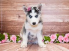 Blue Eyes Sibi�sk� husky �t��ata.