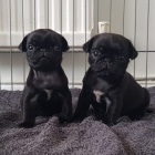 �ern� mops �t��ata k adopci. �t��ata jsou v�echna o�kovan�, od�erven� a soci�ln� a hygienicky vycvi�en�. Kontakt pro v�ce informac�.