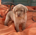 Zdrav� a doma vycvi�en� �t��ata labradorsk�ho retr�vra na prodej.