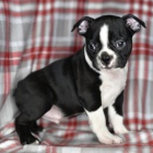 rozko�n� �ern� a b�l� �t��ata bostonsk�ho teri�ra na prodej