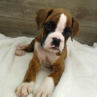 Dob�e vycvi�en� �t��ata americk�ho buldoka na prodej.