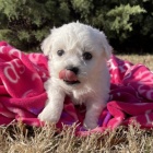 Štěňata Bichon frize jsou k dispozici a jsou nyní připravena k prodeji. Štěňata Bichon frize jsou k dispozici a jsou nyní připravena k prodeji.