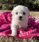Štěňata Bichon frize jsou k dispozici a jsou nyní připravena k prodeji. Štěňata Bichon frize jsou k dispozici a jsou nyní připravena k prodeji.