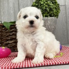 Štěňata Bichon frize jsou k dispozici a jsou nyní připravena k prodeji. Štěňata Bichon frize jsou k dispozici a jsou nyní připravena k prodeji.