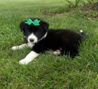 �t��ata border kolie na prodej