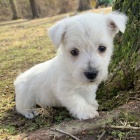 Krásná a andělská štěňata West Highland White Terriers na prodej Krásná a andělská štěňata West Highland White Terriers na prodej