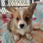 kr�sn� a and�lsk� Pembroke Welsh Corgi �t��ata �t��ata na prodej.