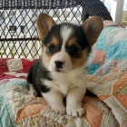 kr�sn� a and�lsk� Pembroke Welsh Corgi �t��ata �t��ata na prodej.