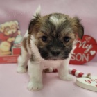 Havanese �t��ata na prodej.