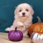 rozko�n� a zdrav� b�l� havansk� �t��ata na prodej.