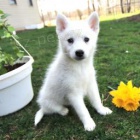 Spole�ensk� labradorsk� retr�vr