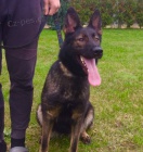 N�meck� ov��k �t��ata mohutn�