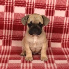 Sladk� francouzsk� buldok