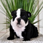 Mil� anglick� buldok