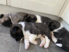 Roztomilá štěňata Akita jsou nyní k dispozici na prodej Roztomilá štěňata Akita jsou nyní k dispozici na prodej