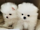  Pomeranian s PP~FCI ~ mu�i a �eny �t��ata na prodej