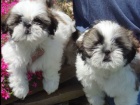 �t��ata Shih Tzu s dechem