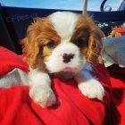 Kr�sn� pes �t�n� kaval�rsk�ho kr�le Charlese Spaniela