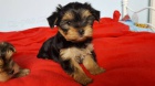 K dispozici jsou roztomil� �t���tka Yorkie