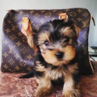 Absolutn� AKC Ohromuj�c� �t���tka yorkieho rodokmenu