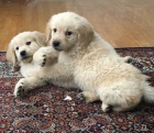 U�ite�n� �t��ata Akc Golden Retriever p�ipravena