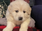 �t��ata Goldendoodle na prodej