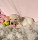 Labradorsk� retr�vr �t��ata