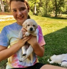 Labradorsk� retr�vr �t��ata