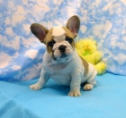 Mu�sk� a �ensk� francouzsk� buldo�ek �t��ata